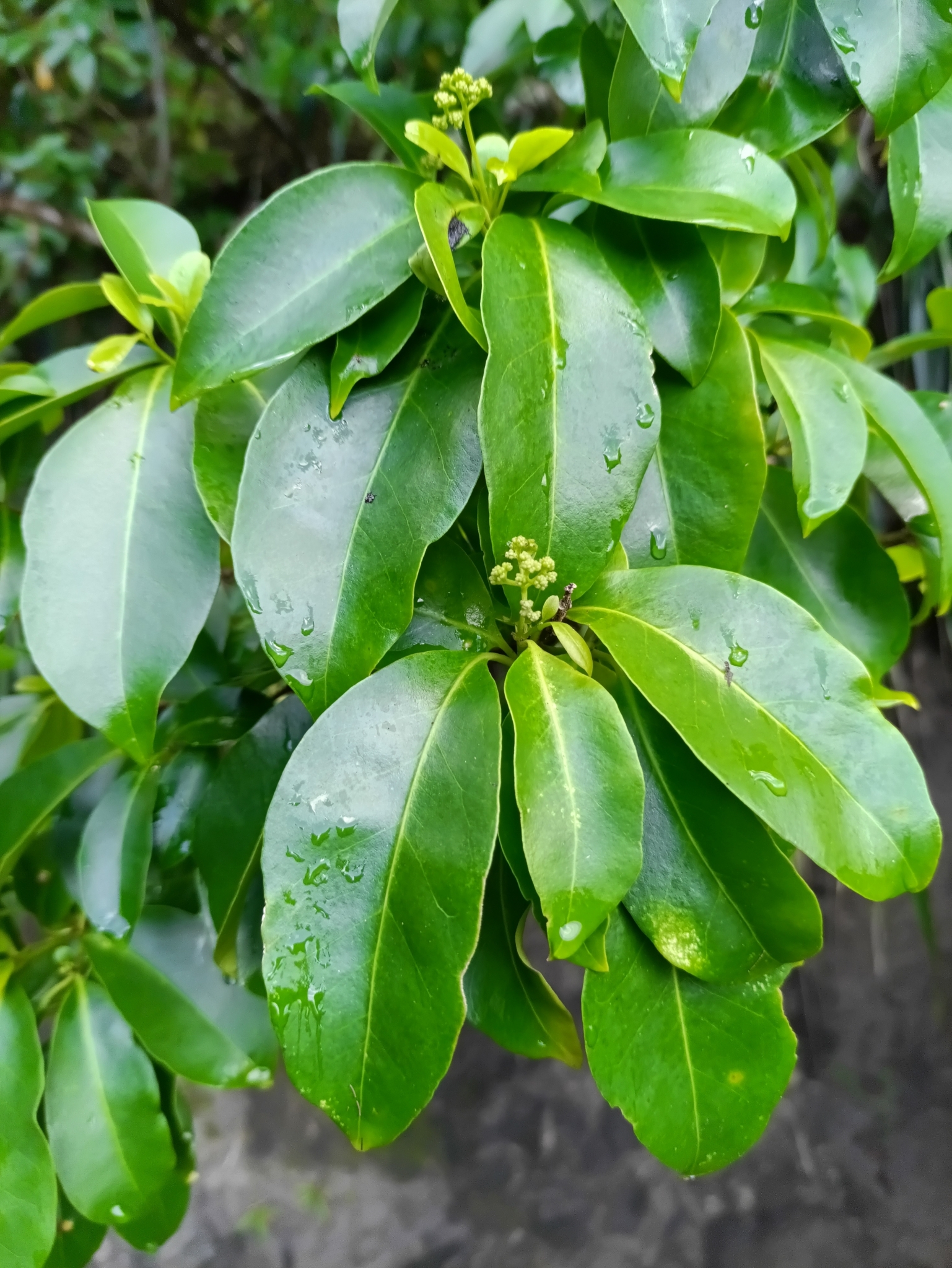 Black Mampoo (Guapira fragrans)