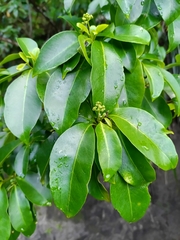 Guapira fragrans, photograph (c) Guillaume Delaitre, some rights reserved (CC BY)