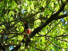 Trogon melanurus