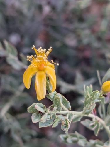 Downy St John's-wort (Hypericum lanuginosum)