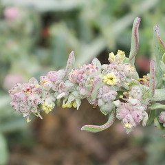 Exomis microphylla