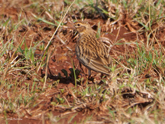 Alaudala somalica