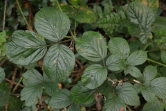Rubus wirralensis