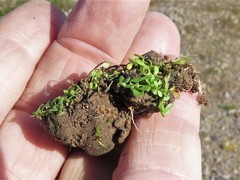 Callitriche nuttallii