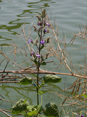 Brillantaisia cicatricosa