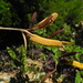 Acacia dolichocephala