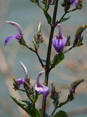 Brillantaisia cicatricosa