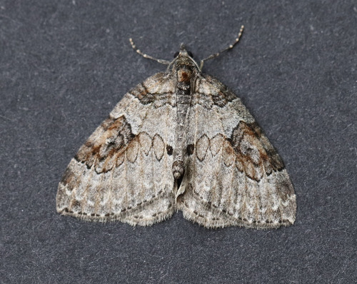 George's Carpet Moth photo 5