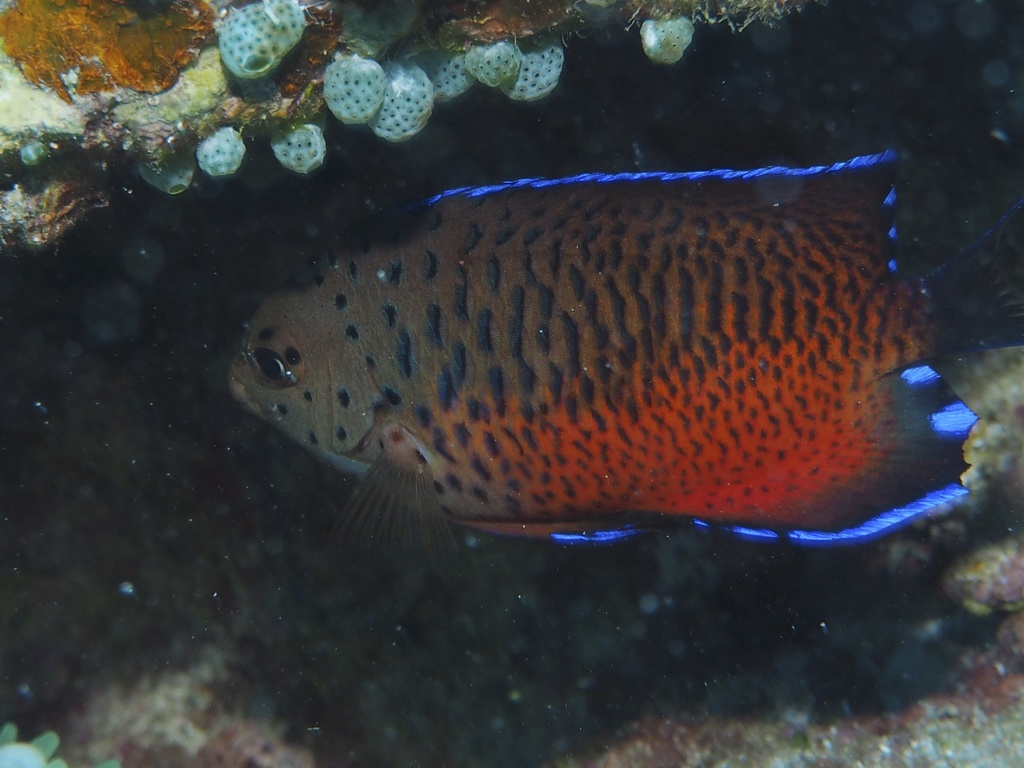 Rusty angelfish (Centropyge ferrugata) — Pomacanthidae