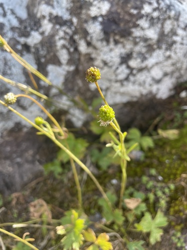 Grenier's Buttercup (Ranunculus villarsii)