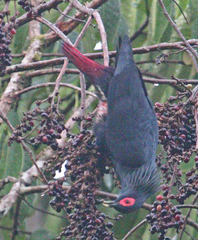 Madagascar Blue Pigeon photo 2