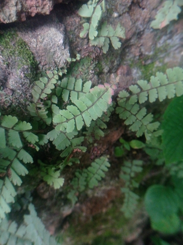 Adiantum incisum, photograph 1