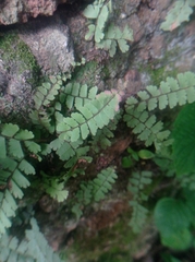 Adiantum incisum, photograph (c) Boson, some rights reserved (CC BY)