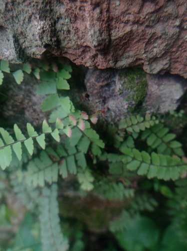Adiantum incisum, photograph 2