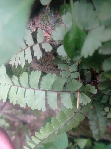 Adiantum incisum, photograph 3