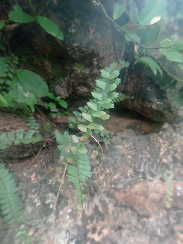 Adiantum incisum, photograph 4