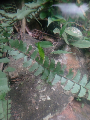 Adiantum incisum, photograph 5