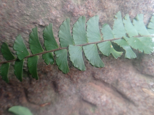 Adiantum incisum, photograph 6