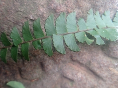 Adiantum incisum, photograph (c) Boson, some rights reserved (CC BY)