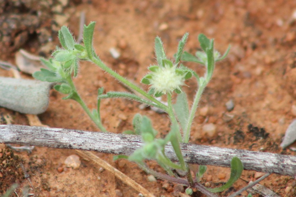 Hairy Burr-daisy