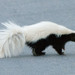 American Hog-nosed Skunk - Photo (c) Gordon Karre, some rights reserved (CC BY-NC), uploaded by Gordon Karre