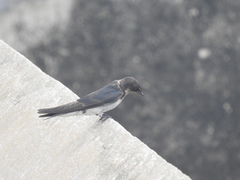 Hirundo aethiopica