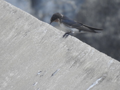 Hirundo aethiopica
