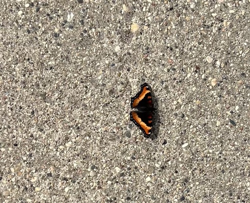 Milbert's Tortoiseshell