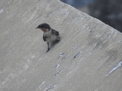 Hirundo aethiopica