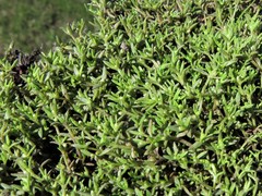 Crassula aquatica