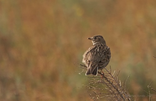 Calandria común (Melanocorypha calandra)