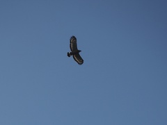 Spilornis cheela perplexus