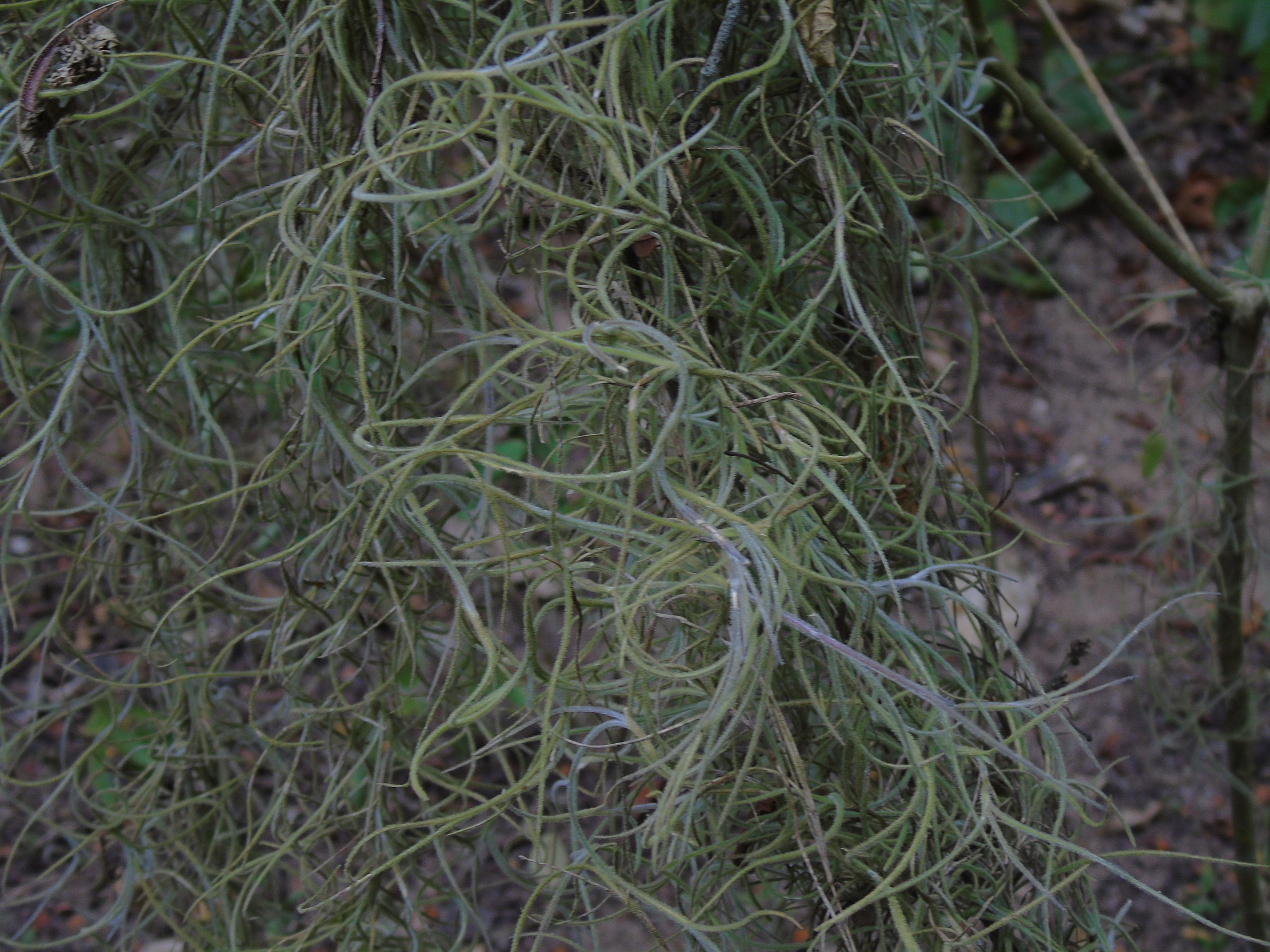 Tillandsia usneoides