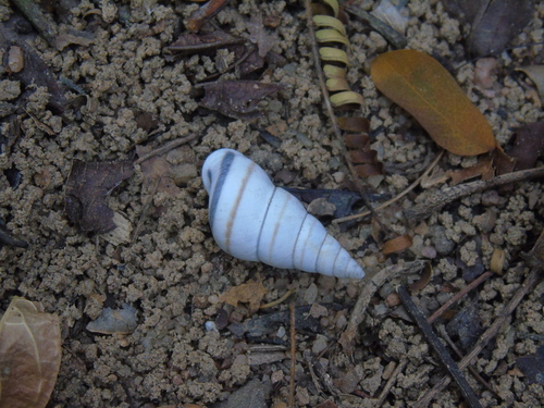 Sanniostracus obliquus