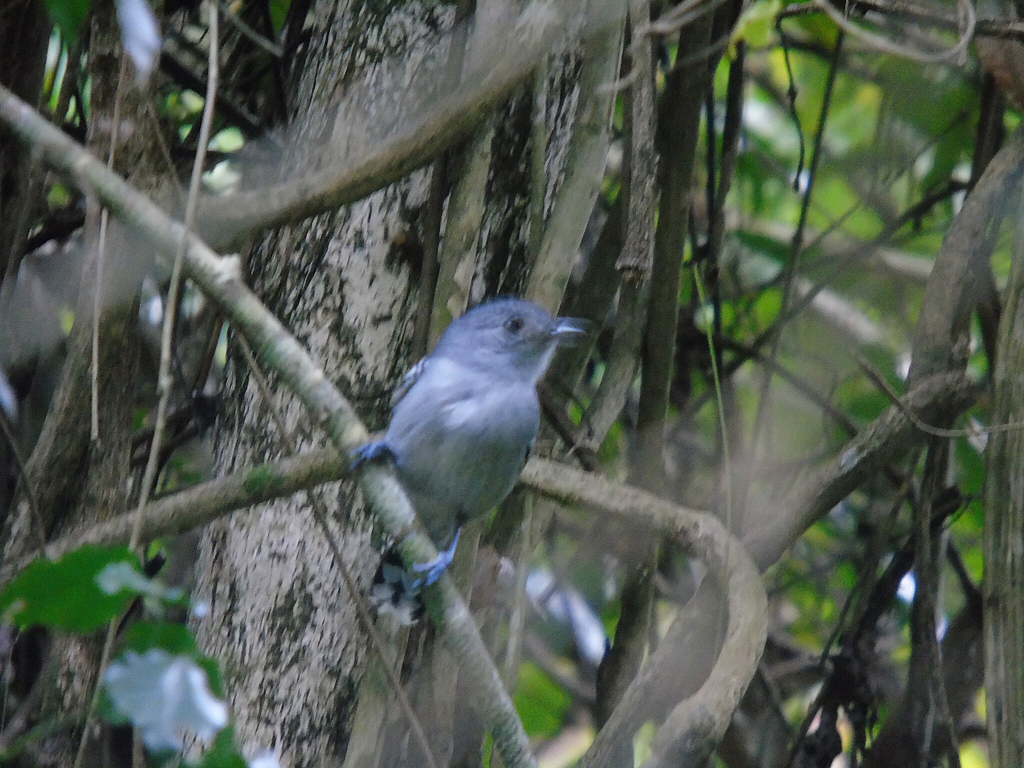 Sooretama Slaty-Antshrike illustration