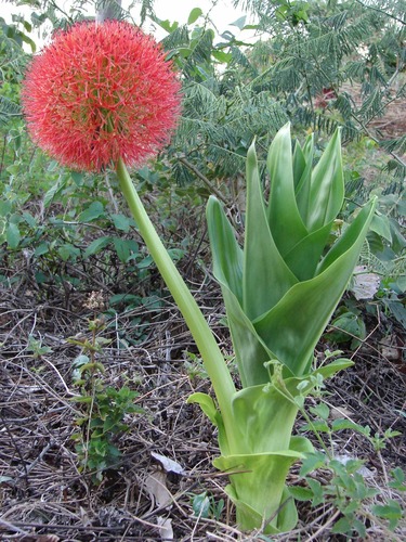 Amaryllidaceae image