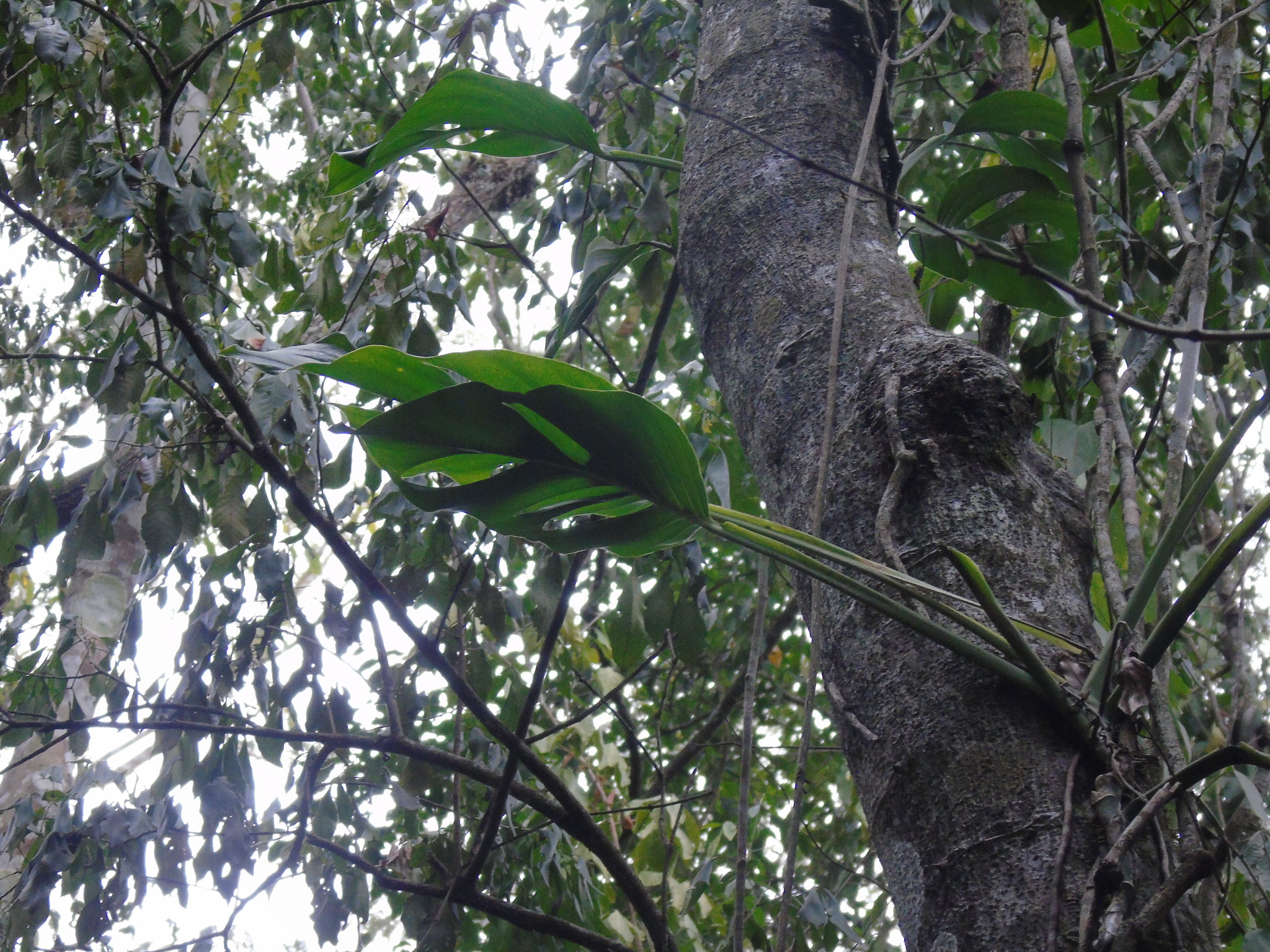 Monstera adansonii