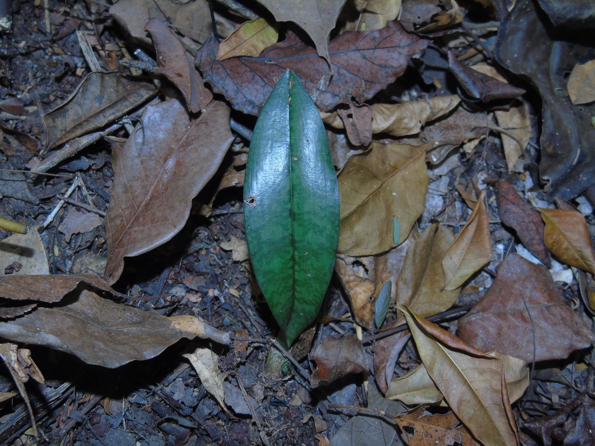 Eulophia maculata