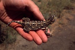 Agama armata