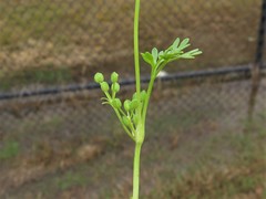 Ammoselinum butleri