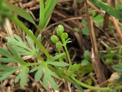 Ammoselinum butleri