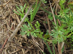 Ammoselinum butleri