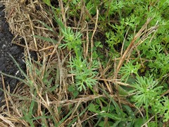 Ammoselinum butleri