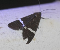 Coenotoca subaspersa