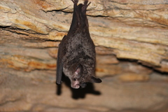 Chrotopterus auritus