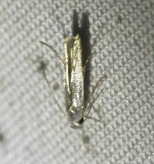 Thiotricha parthenica