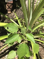 Acalypha alopecuroidea