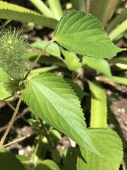 Acalypha alopecuroidea