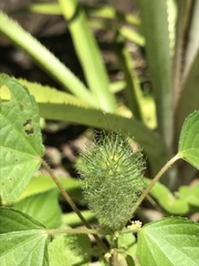 Acalypha alopecuroidea