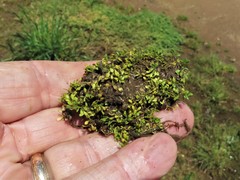 Callitriche nuttallii